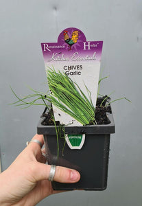 Chives 'garlic' 100mm