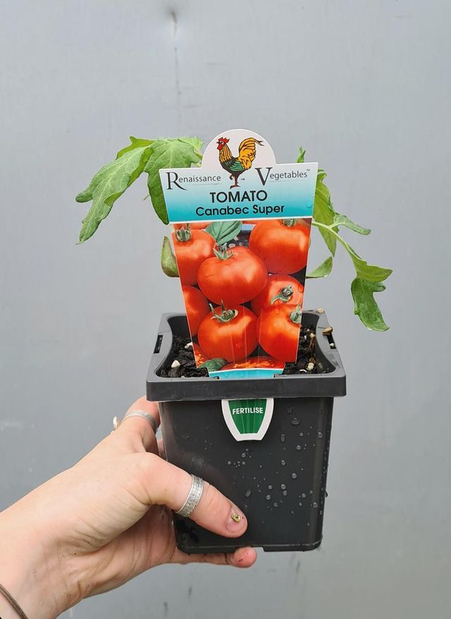Tomato 'burnley Surecrop' 100mm