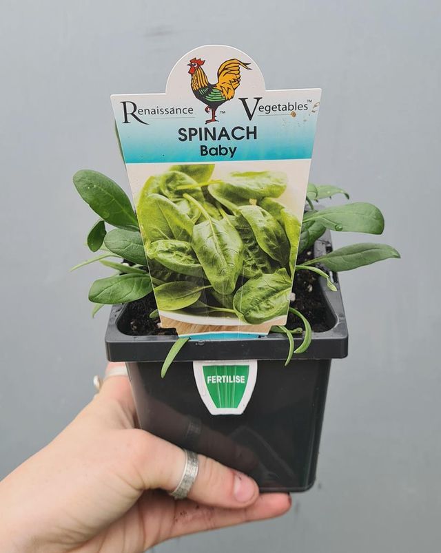 Spinach Baby