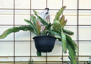 Epiphyllum 'showboat' Hb