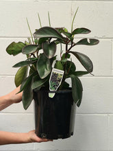 Load image into Gallery viewer, Peperomia Magnolifolia 200mm
