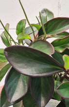 Load image into Gallery viewer, Peperomia Magnolifolia 200mm

