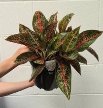 Load image into Gallery viewer, Aglaonema &#39;red Peacock&#39; 200mm
