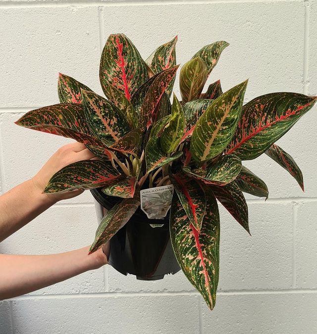 aglaonema widuri 'red peacock' Aglaonema 'red Peacock' 200mm
