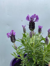 Load image into Gallery viewer, Lavender &#39;purpleberry Ruffles&#39; 140mm
