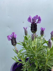 Lavender 'purpleberry Ruffles' 140mm