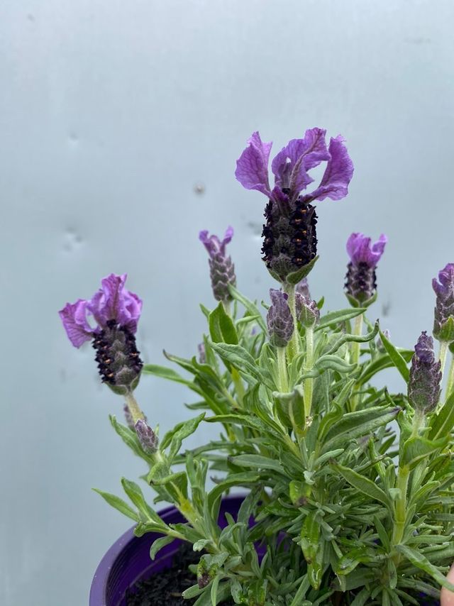 ruffles lavender plant Lavender 'purpleberry Ruffles' 140mm – Botanica Lane