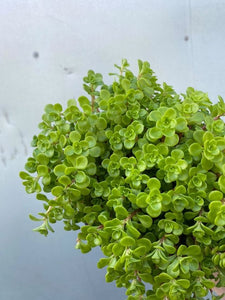 Sedum Green Blob 140mm