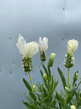 Load image into Gallery viewer, Lavender &#39;snow Princess&#39; 140mm
