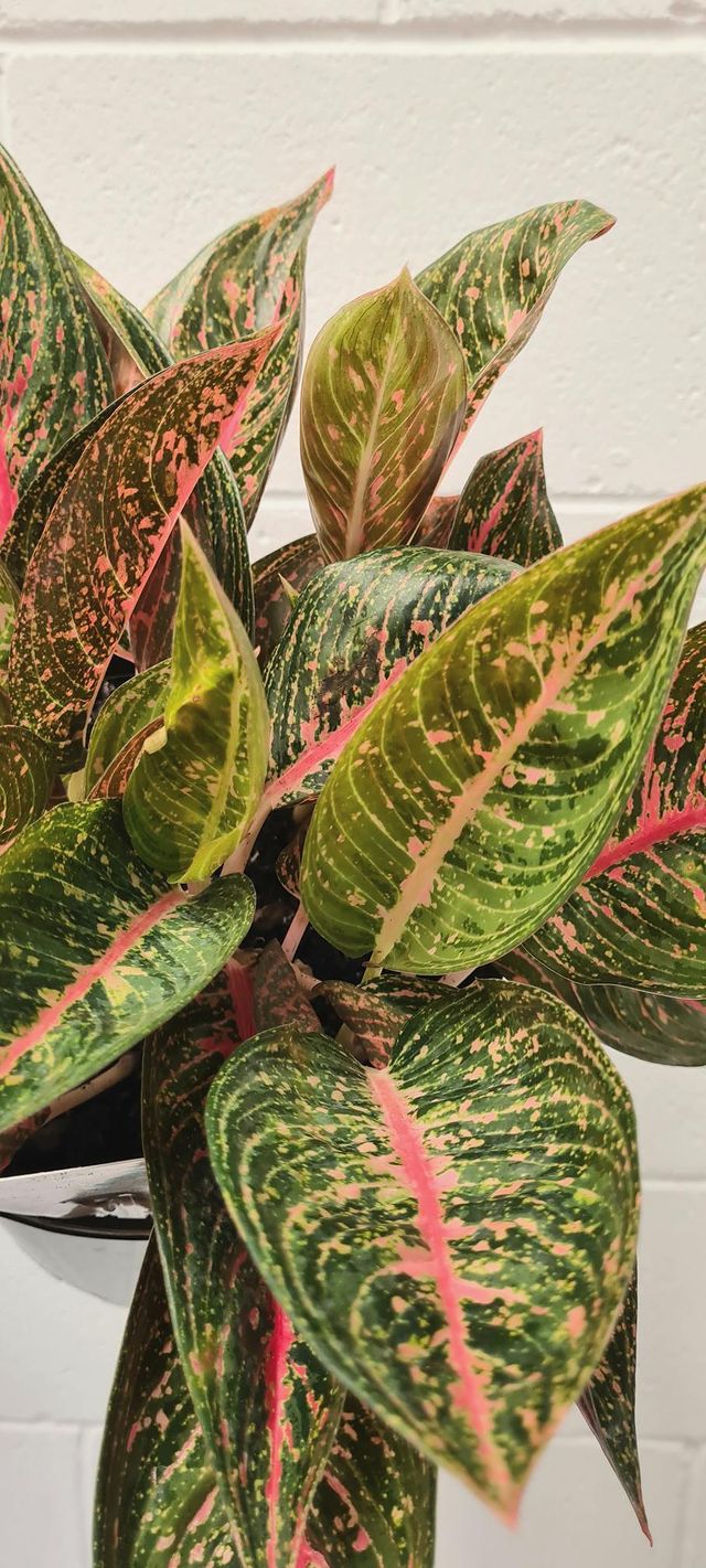 aglaonema 'peacock' Aglaonema 'red Peacock' 200mm – Botanica Lane