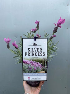Lavender 'silver Princess' 140mm