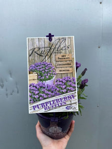 Lavender 'purpleberry Ruffles' 140mm