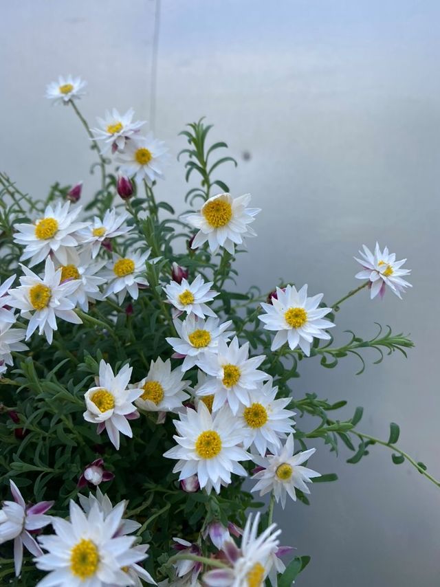 Rhodanthe Paper Cascade 140mm – Botanica Lane