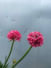 Load image into Gallery viewer, Dreameria Dreamland 140mm
