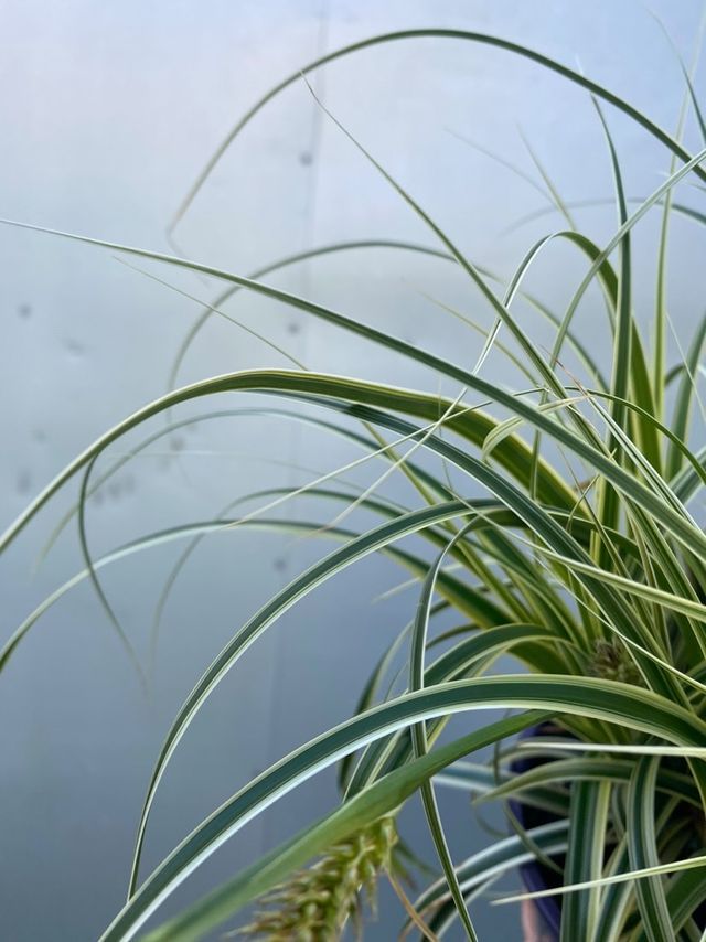 Carex 'feather Falls' 140mm