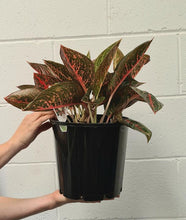 Load image into Gallery viewer, Aglaonema &#39;red Peacock&#39; 200mm
