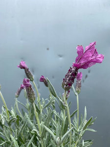 Lavender 'silver Princess' 140mm