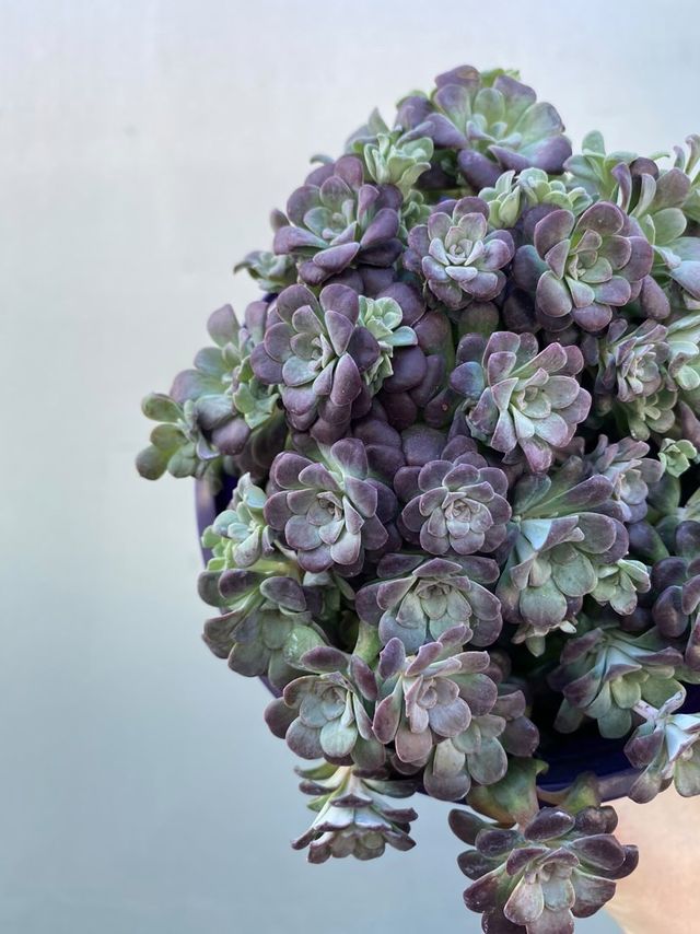 Sedum 'purple Blob'