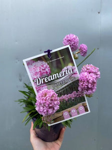Dreameria Sweet Dreams 140mm