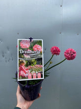 Load image into Gallery viewer, Dreameria Dreamland 140mm
