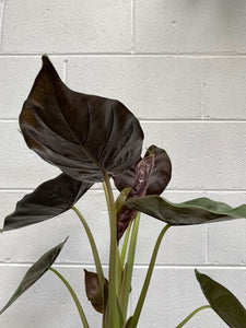 Alocasia 'wentii' 170mm