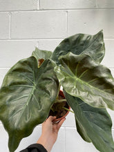 Load image into Gallery viewer, Alocasia &#39;wentii&#39; 170mm

