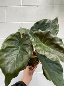 Alocasia 'wentii' 170mm
