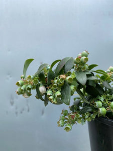 Blueberry 'sunshine Blue' 140mm