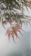 Load image into Gallery viewer, Acer Dissectum &#39;purple&#39; 400mm
