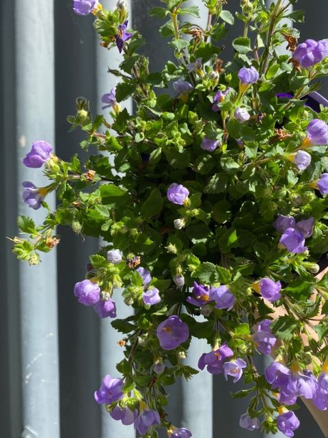 Sutera Blue Flowerburst 140mm