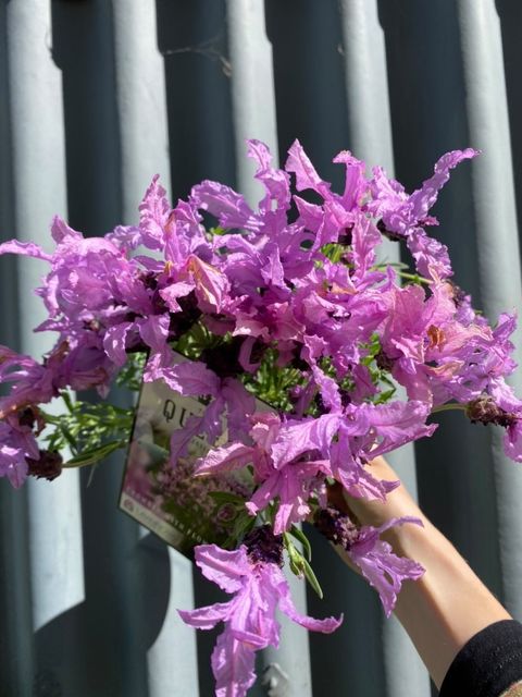 lavender queen plant Lavender 'the Queen' 140mm – Botanica Lane