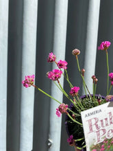 Load image into Gallery viewer, Armeria &#39;ruby Petite&#39; 140mm

