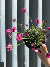 Load image into Gallery viewer, Armeria &#39;ruby Petite&#39; 140mm
