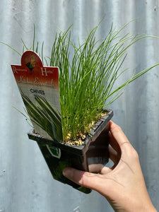 Chives 'onion' 100mm