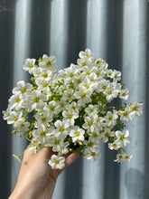 Load image into Gallery viewer, Saxifraga Alpino 140mm

