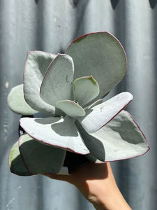 Cotyledon Orbiculata