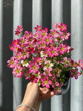Load image into Gallery viewer, Saxifraga Alpino 140mm

