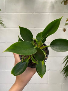Philodendron Gren Princess 130mm