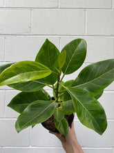 Load image into Gallery viewer, Ficus Altissima &#39;yellow Gem&#39;
