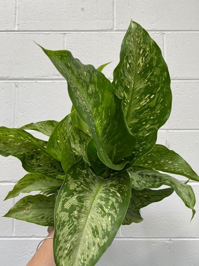 Dieffenbachia Memoeria Corsii 200mm