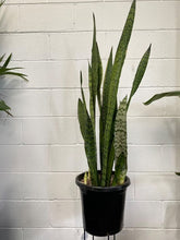 Load image into Gallery viewer, Sansevieria Trifasciata Green
