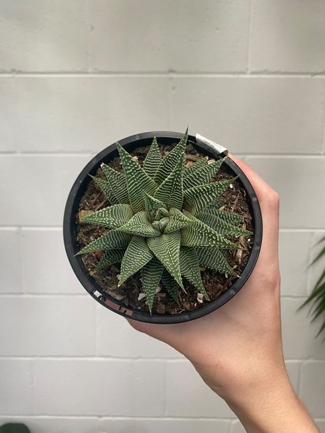 Haworthia White Spider 120mm