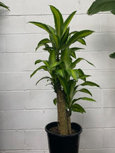 Load image into Gallery viewer, Dracena Massangeana
