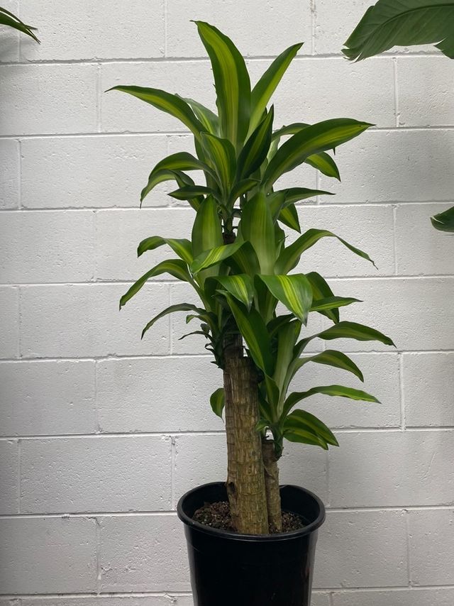 Dracena Massangeana – Botanica Lane