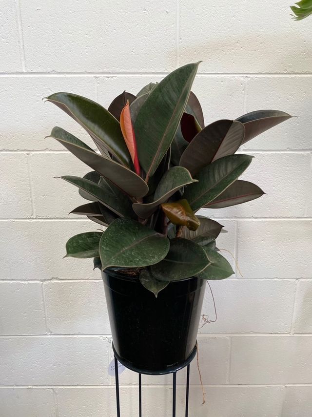 Ficus Elastica 'burgundy'