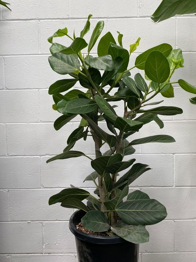 ficus audrey australia Ficus Benghalensis 'audrey'