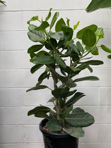 Ficus Benghalensis 'audrey'