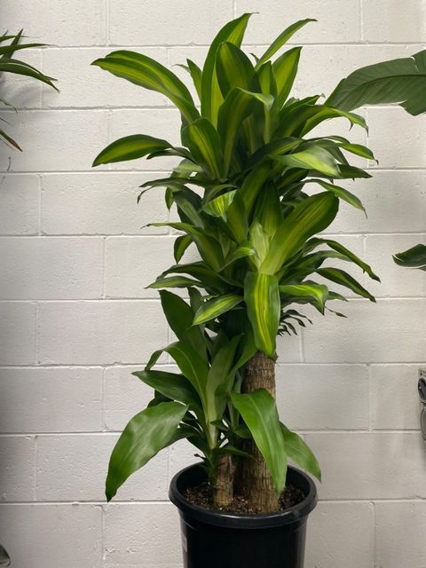 Dracena Massangeana