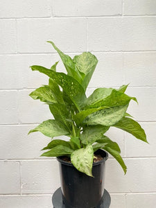 Dieffenbachia Memoeria Corsii 200mm