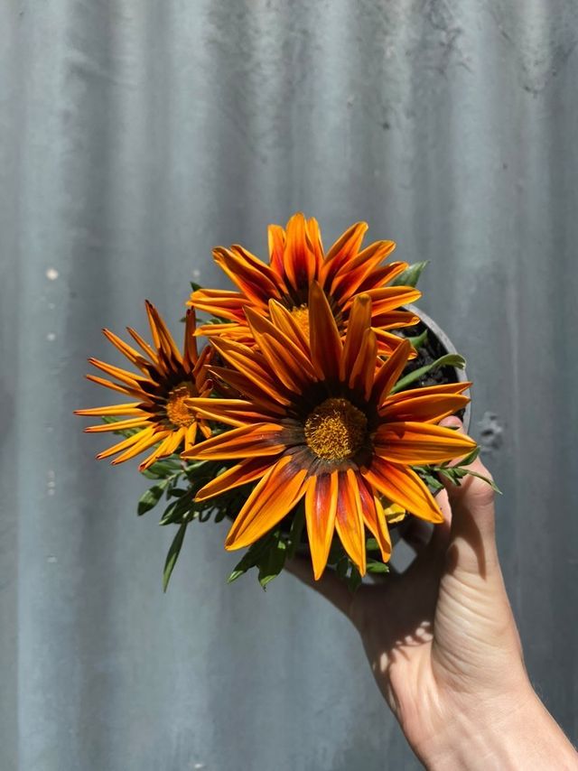 Gazania Hybrida 140mm